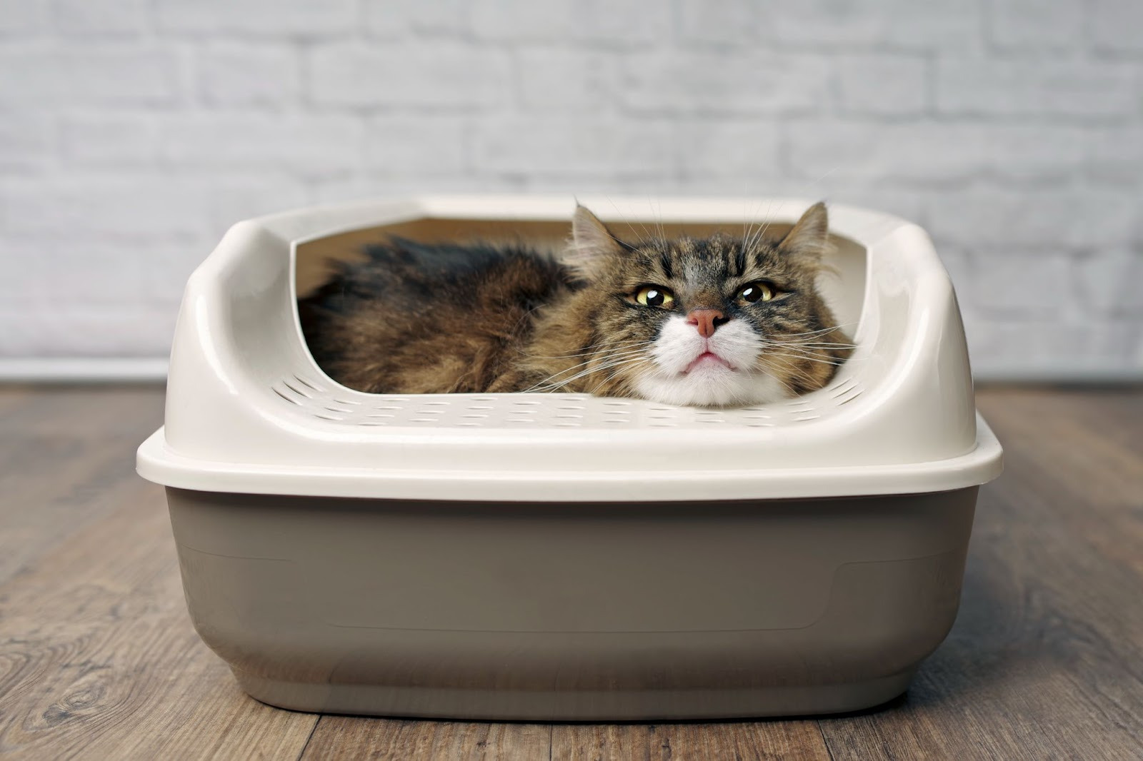 Кот лежит в лотке