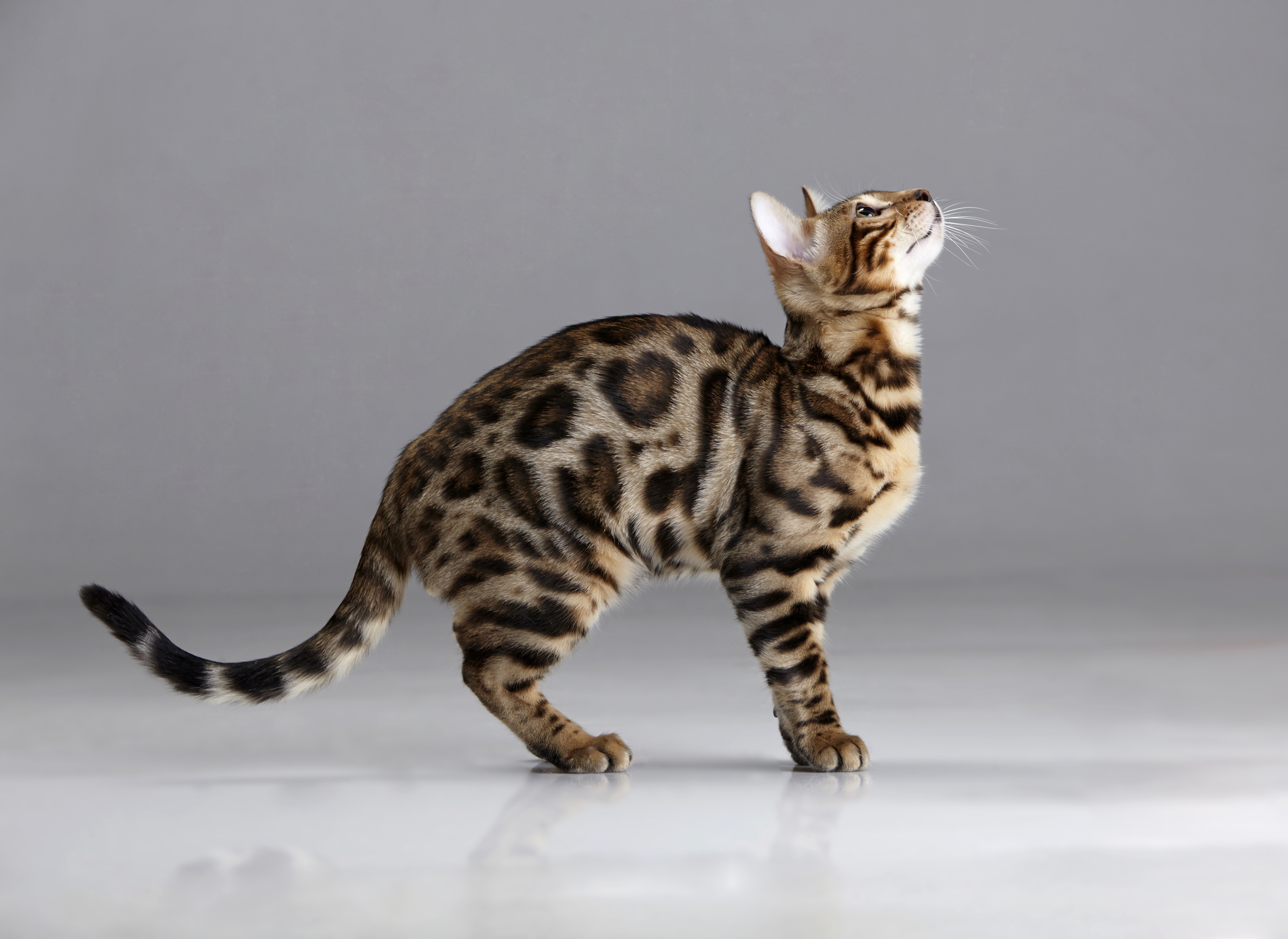 Бенгальская кошка