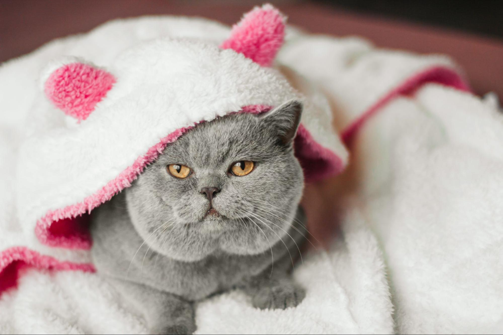 Можно ли мыть кошек