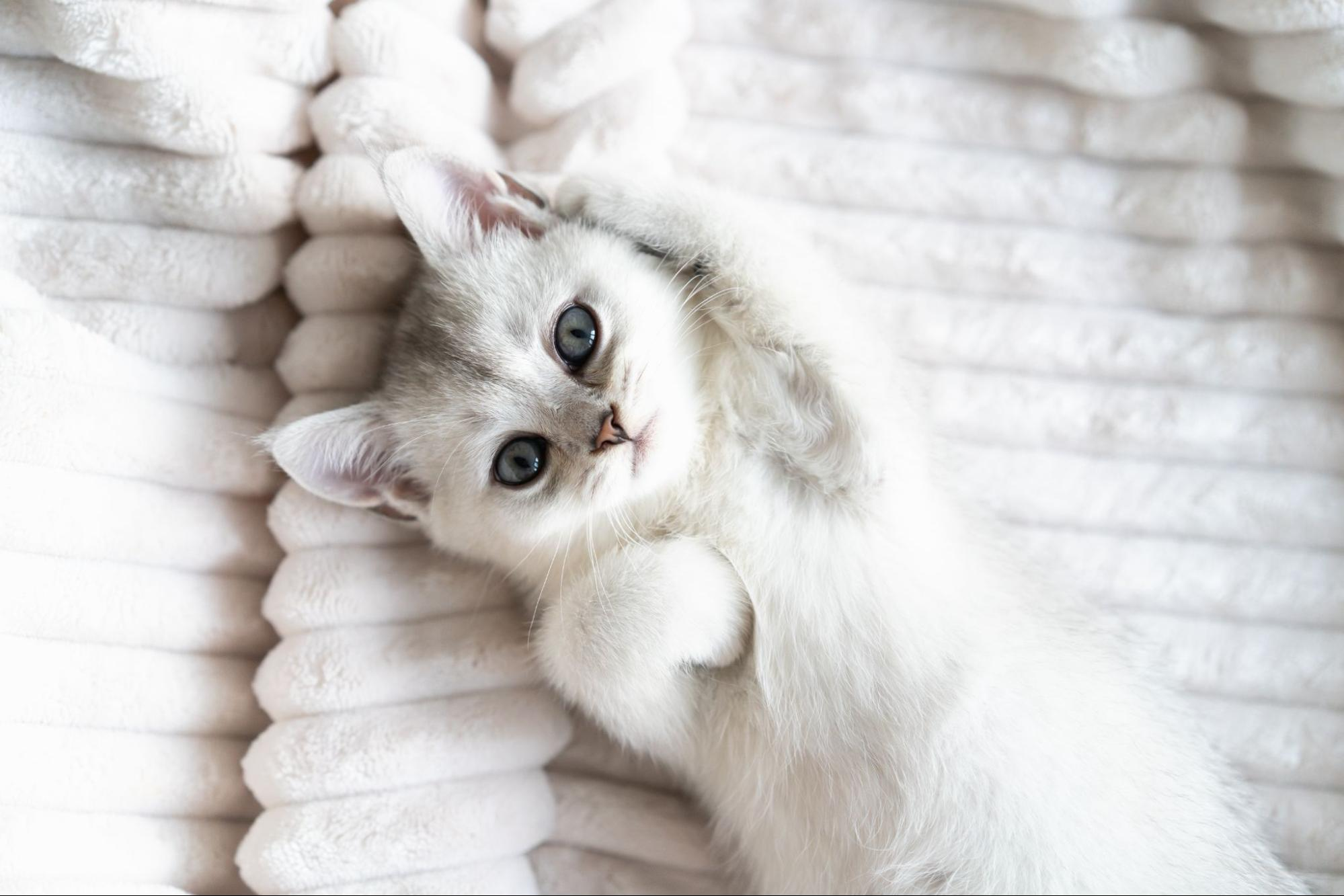 Как ухаживать за котенком