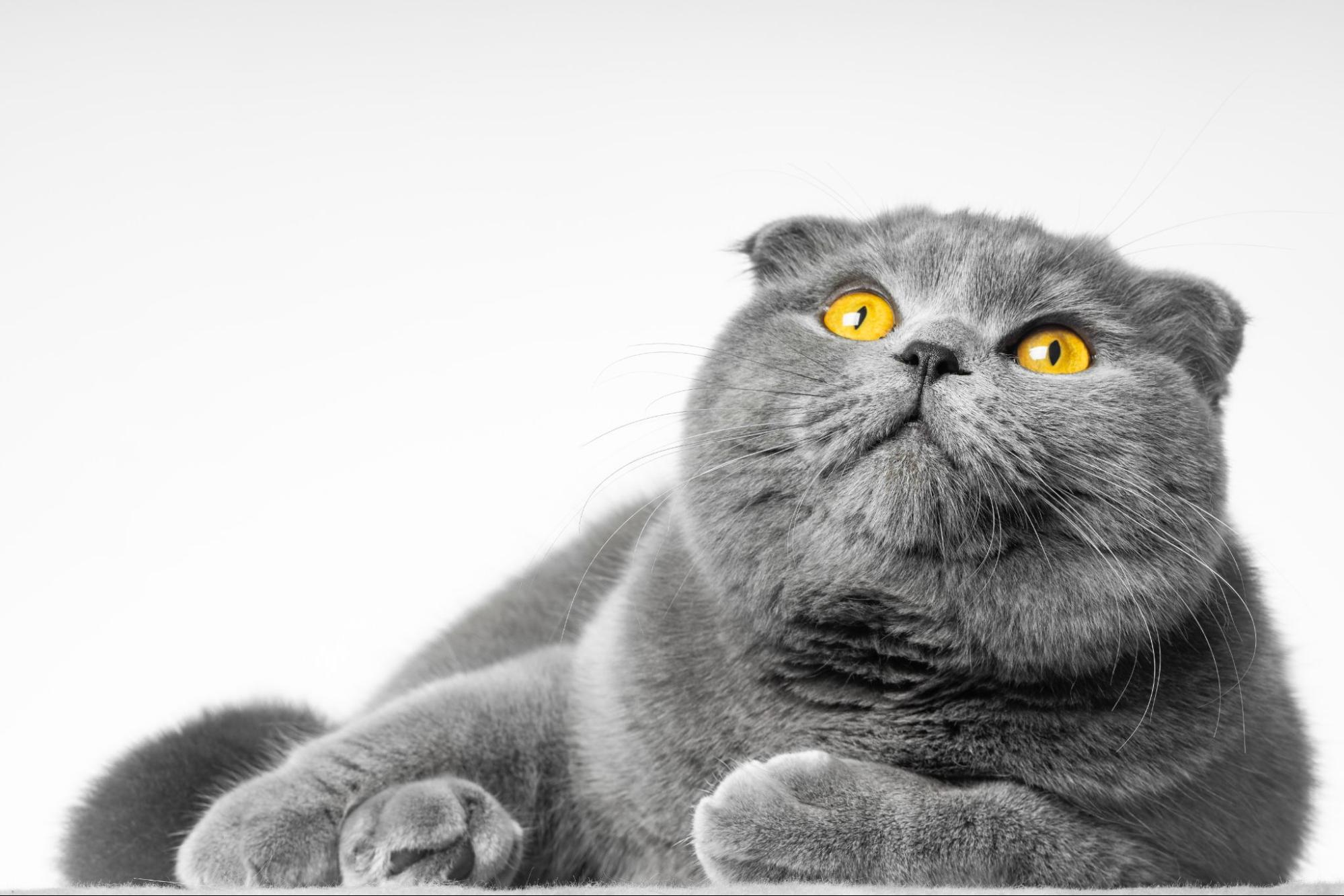 Шотландская вислоухая кошка