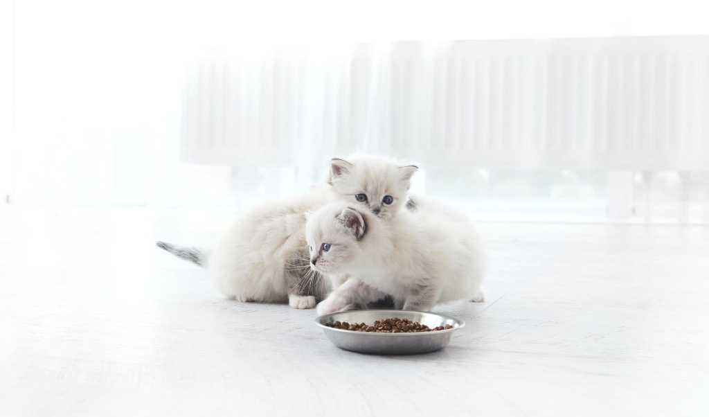 Котята с миской корма
