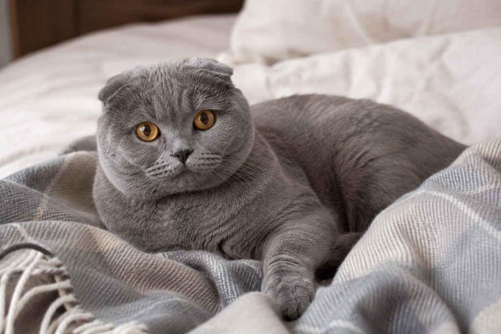 Шотландский вислоухий кот