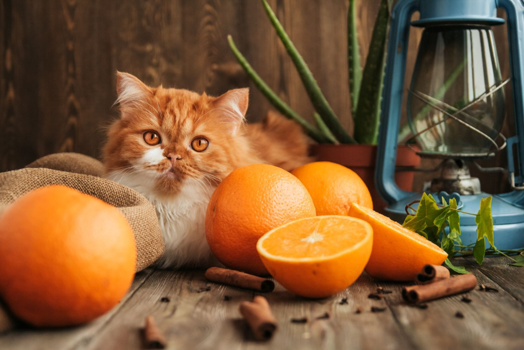 Кот нюхает мандарин