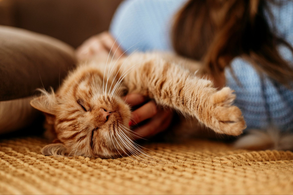 Рыжего кота гладят