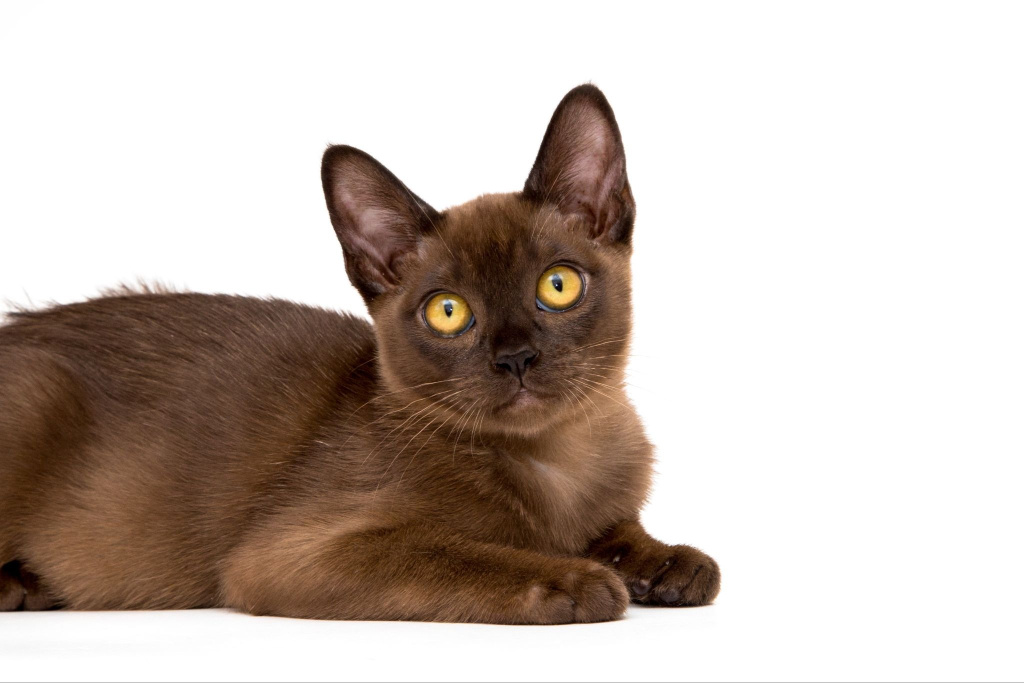 Коричневый бурманский котенок