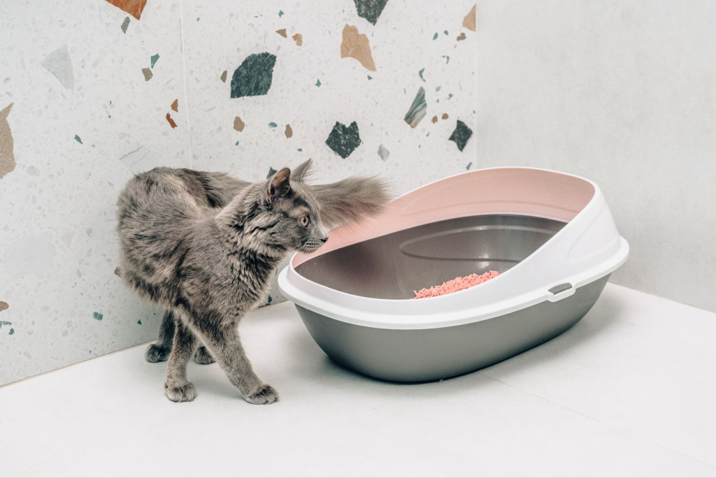  Кошка с лотком