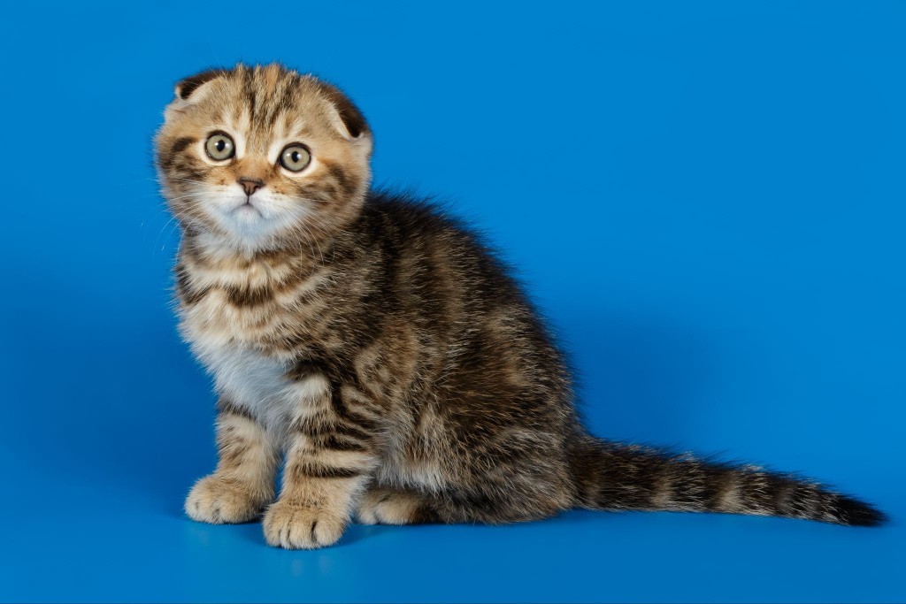 Шотландский вислоухий котенок