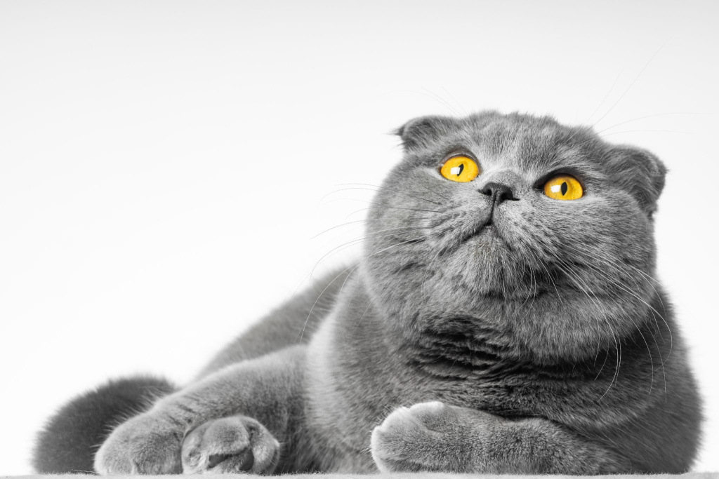Скоттиш фолд