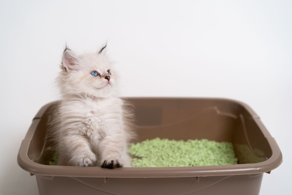 Котенок рядом с лотком