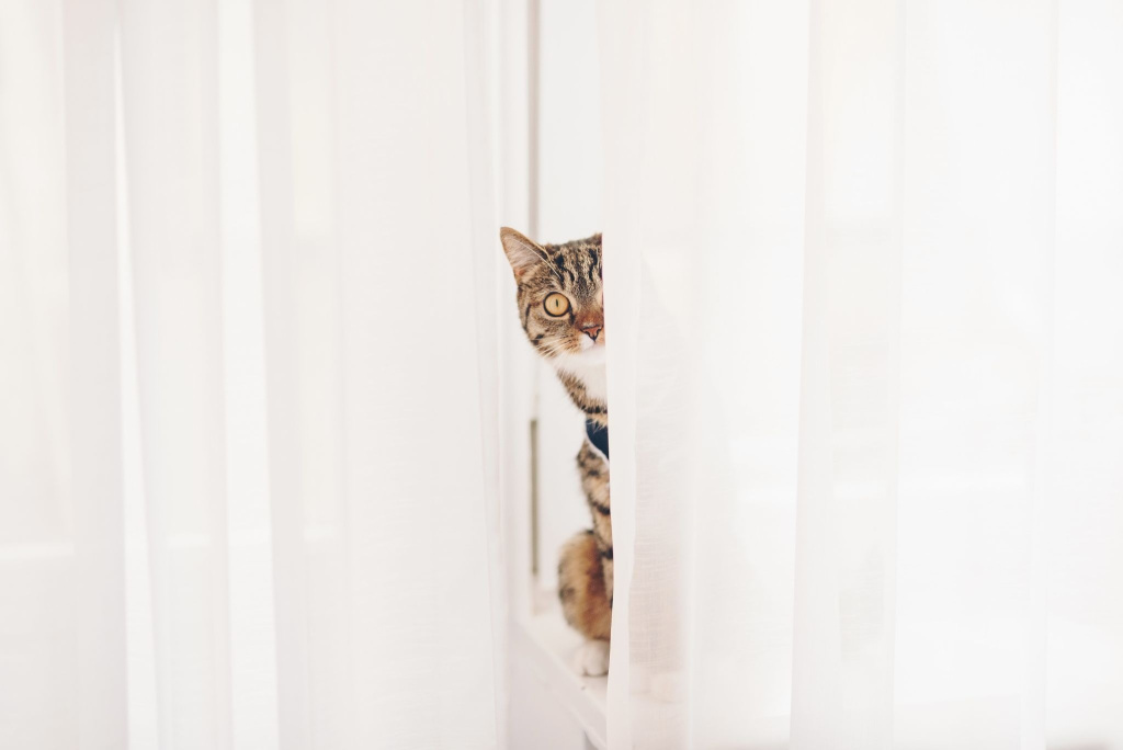 Кот на подоконнике