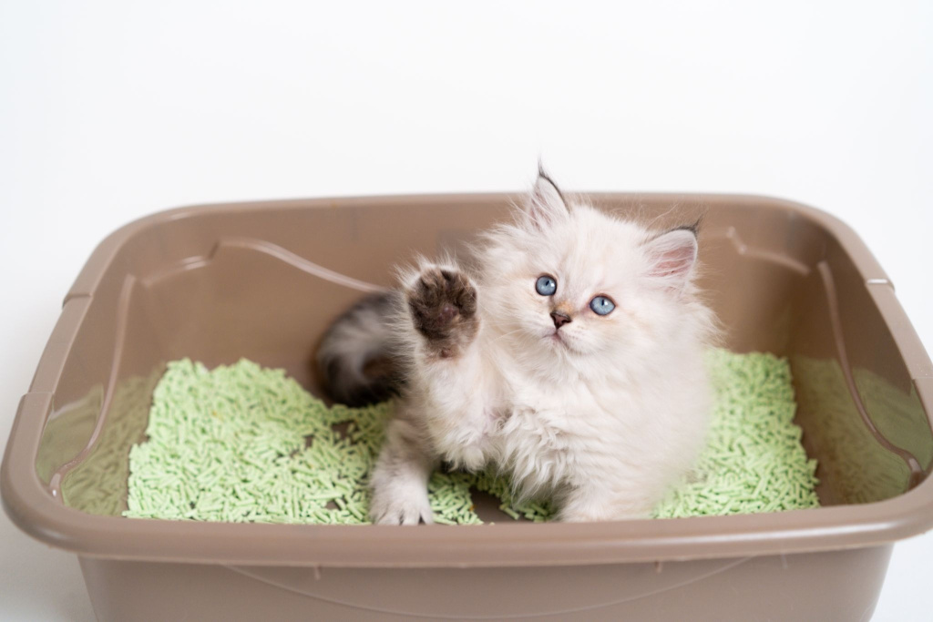 Котенок в лотке