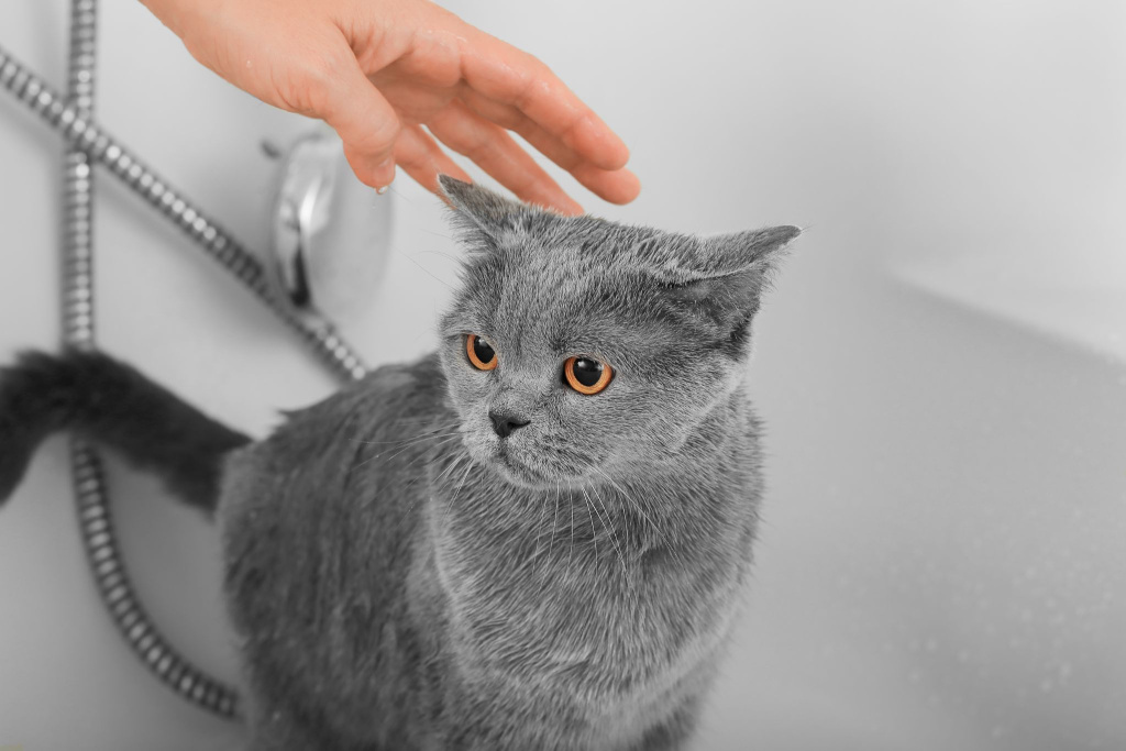 Британская короткошерстная кошка в ванной