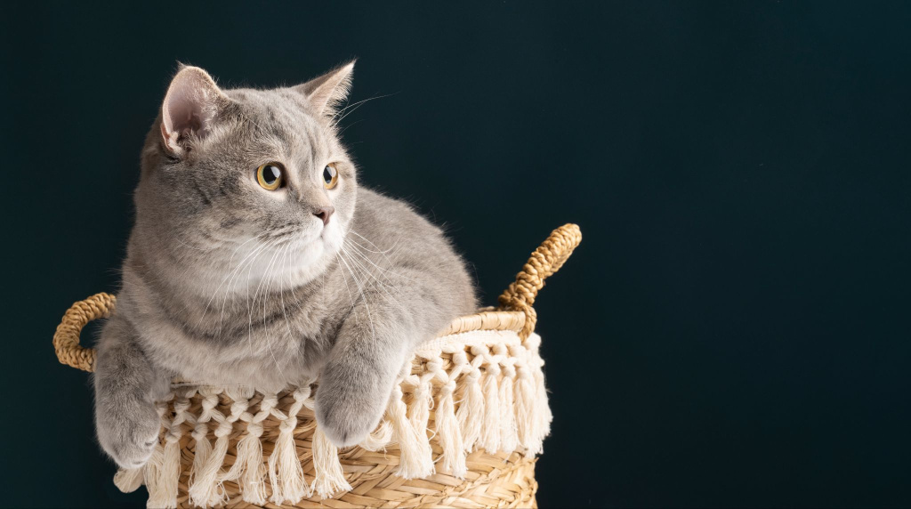 Британский кот в корзине