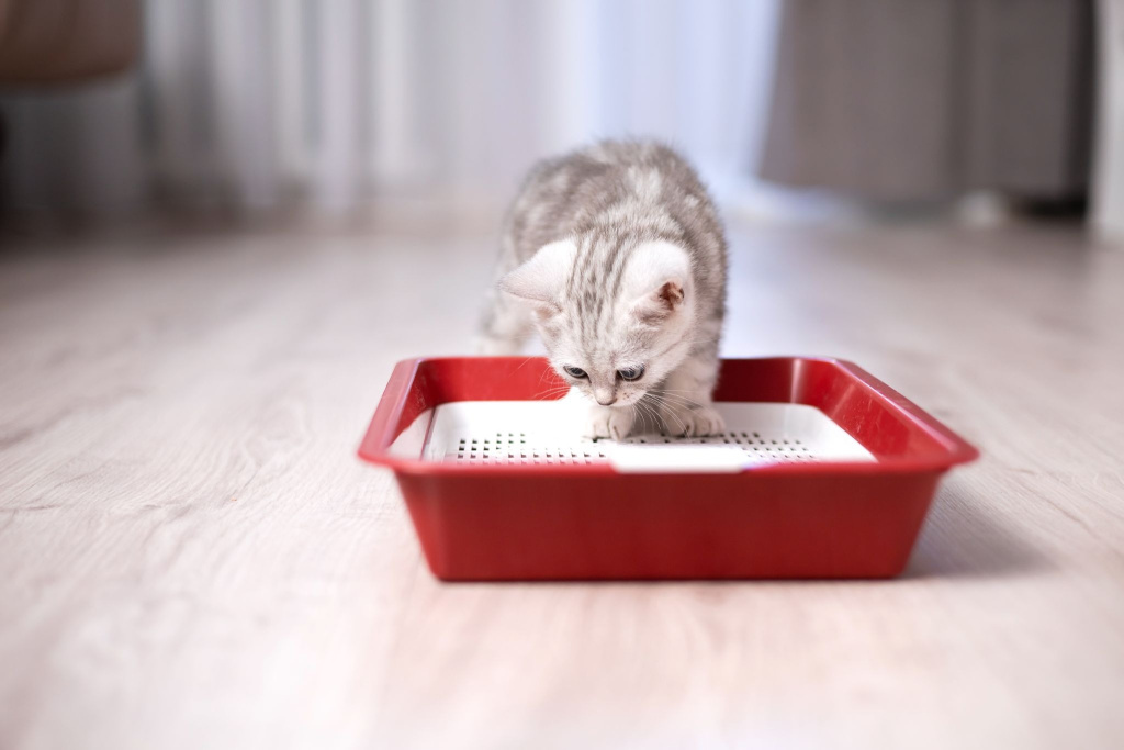 Котенок в лотке с решеткой