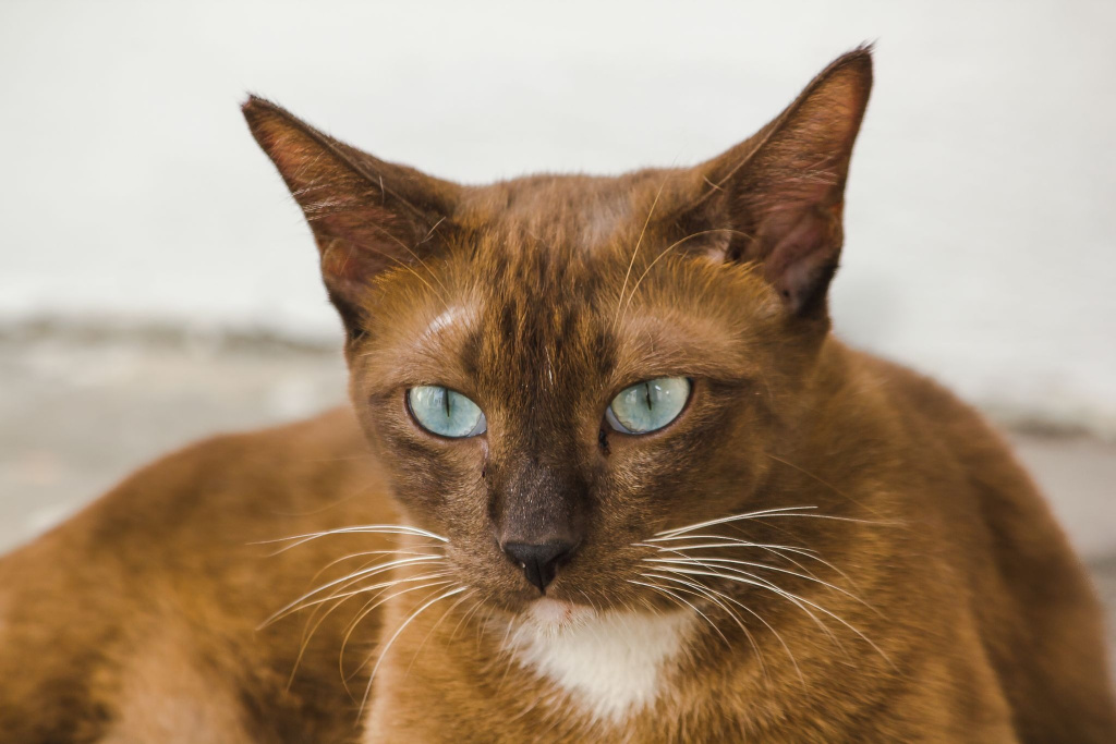 Бурманский кот