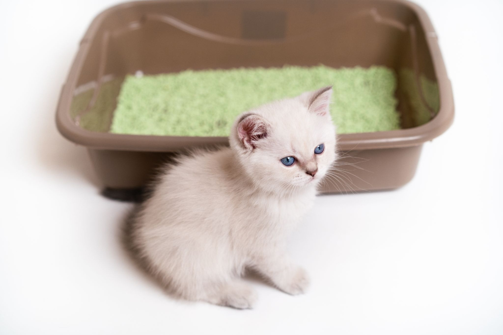 Котенок рядом с лотком
