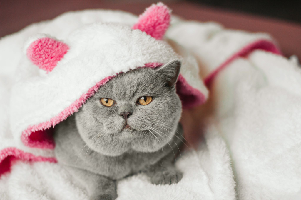 Кот в пледе