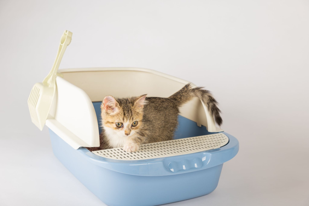Котенок в лотке