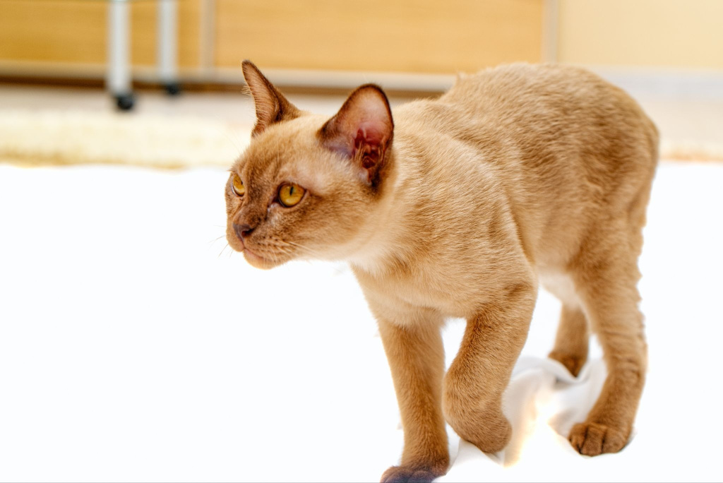 Рыжий бурманский кот
