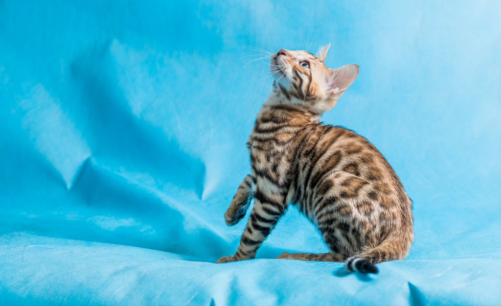 Бенгальский котенок играет