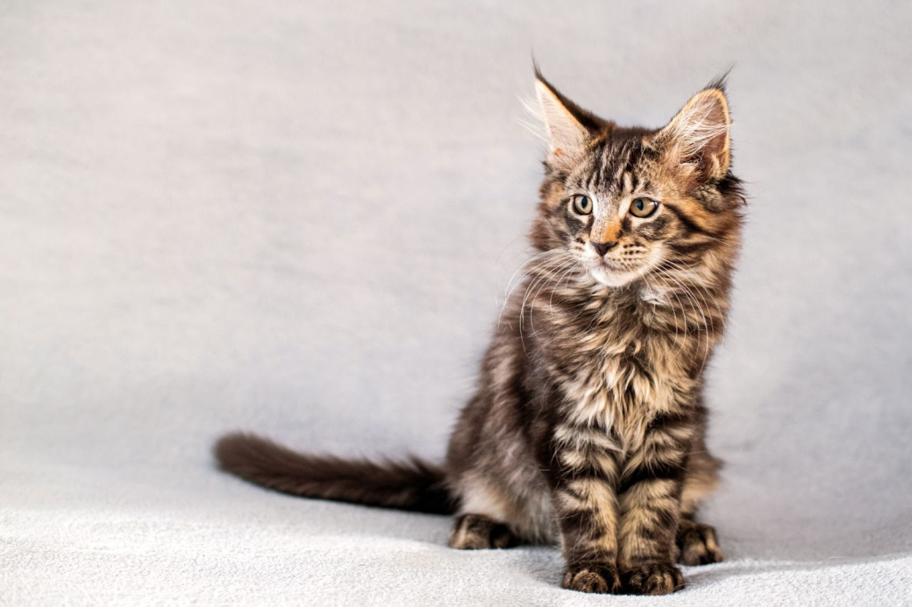 Котенок мейн-кун