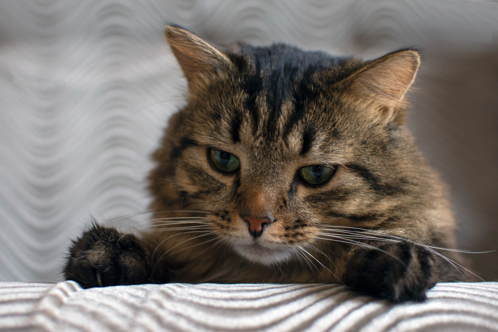 Кот крупным планом