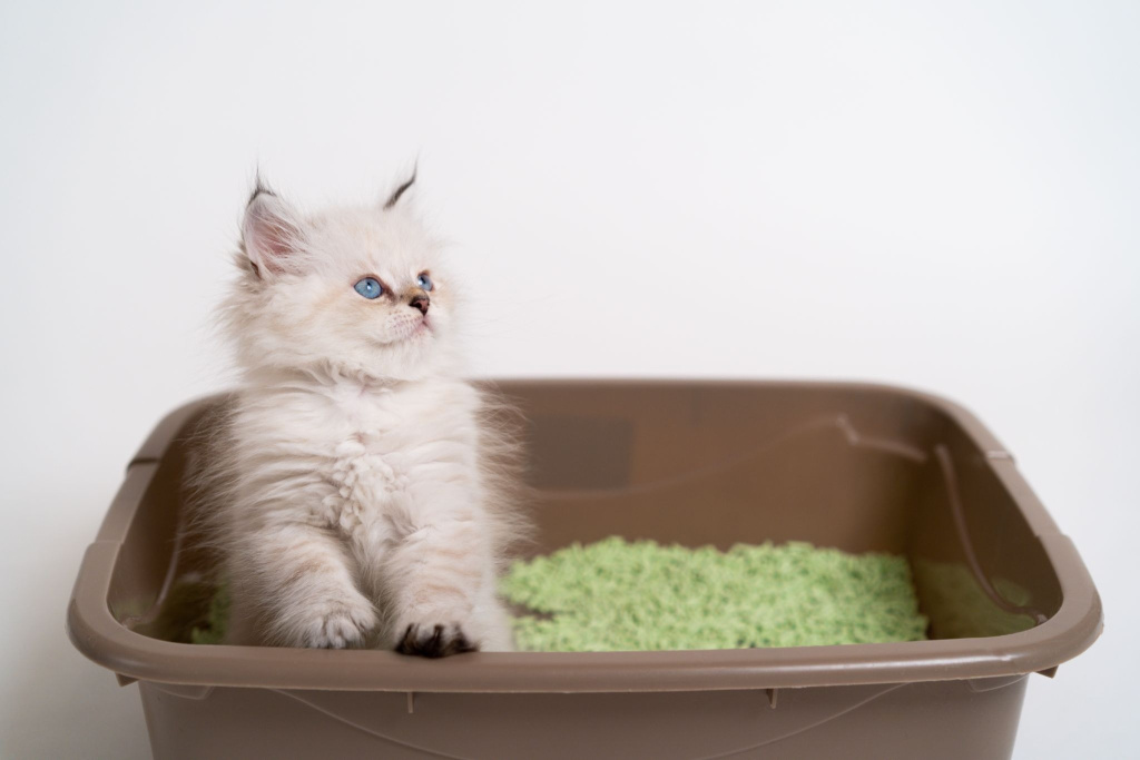 Котенок рядом с лотком